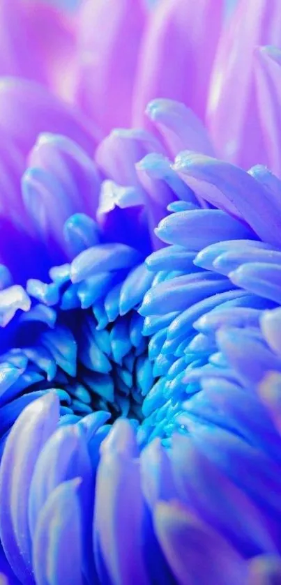 Close-up of purple petals with a blue center, perfect for phone wallpaper.