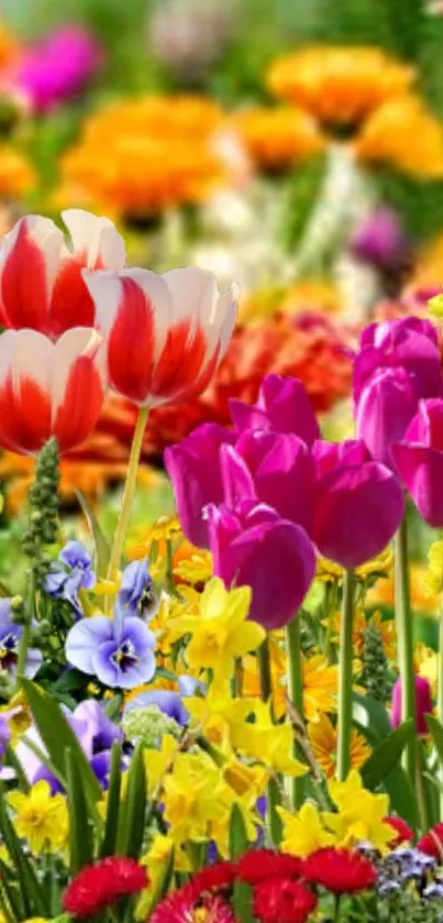 Vibrant floral wallpaper with colorful tulips and mixed flowers.