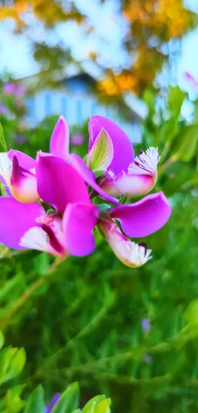 Vibrant pink flowers with lush green leaves in a garden setting.