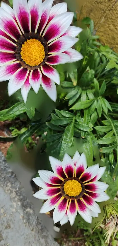 Vibrant flower wallpaper with green leaves.