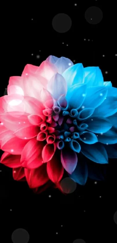 Vibrant flower with red and blue petals on black background.