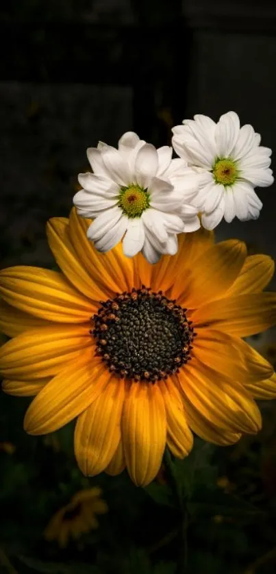 Vibrant yellow sunflower with white daisies on dark background.