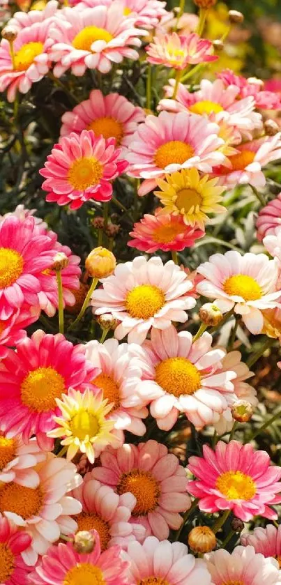 Colorful daisy flowers in full bloom, creating a vibrant floral wallpaper.