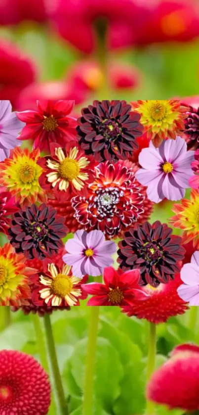 Vibrant flowers in red, pink, and green hues for mobile wallpaper.