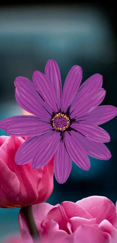 Purple daisy with pink tulips on a phone wallpaper.
