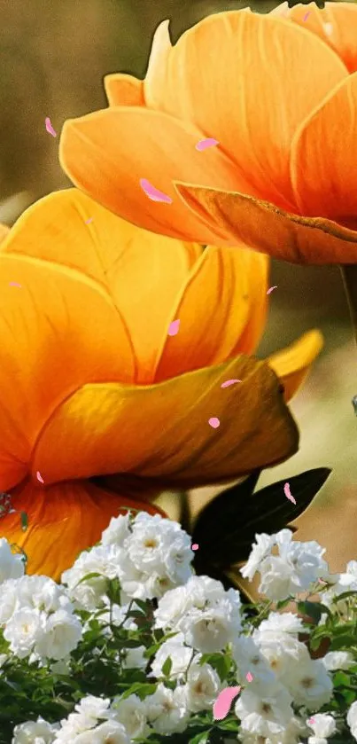 Vibrant orange and white flower wallpaper for mobile.