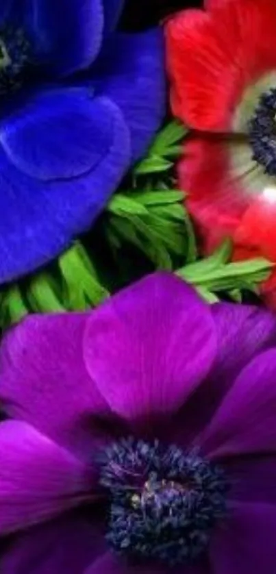 Colorful anemone flowers in purple, blue, and red.