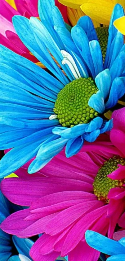 Vibrant blue, pink, and yellow daisy wallpaper for mobile phones.