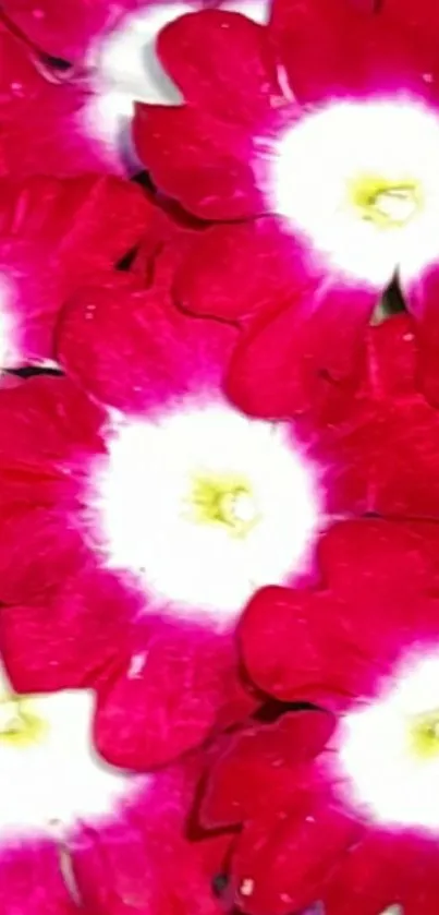 Vibrant flowers with red petals and white centers.