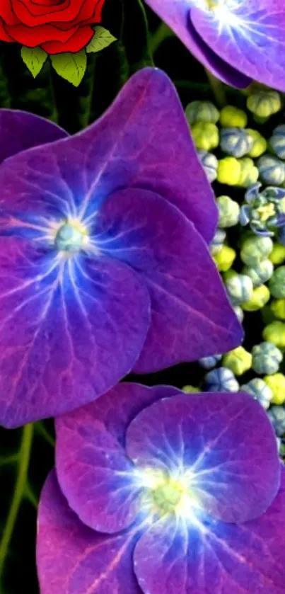 Vibrant purple hydrangeas with green buds.