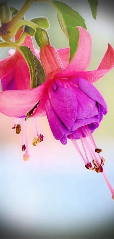 Close-up of fuchsia flower with vibrant petals and blurred background.