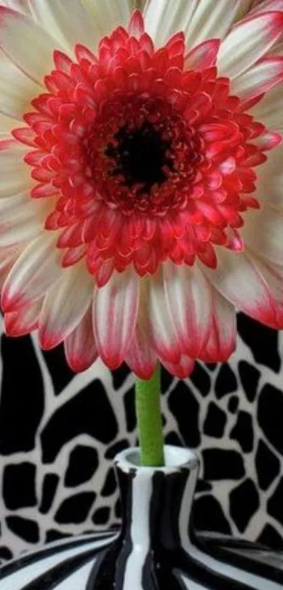 Vibrant red and white flower in a zebra vase.