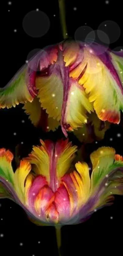 Colorful tulips on a black background.