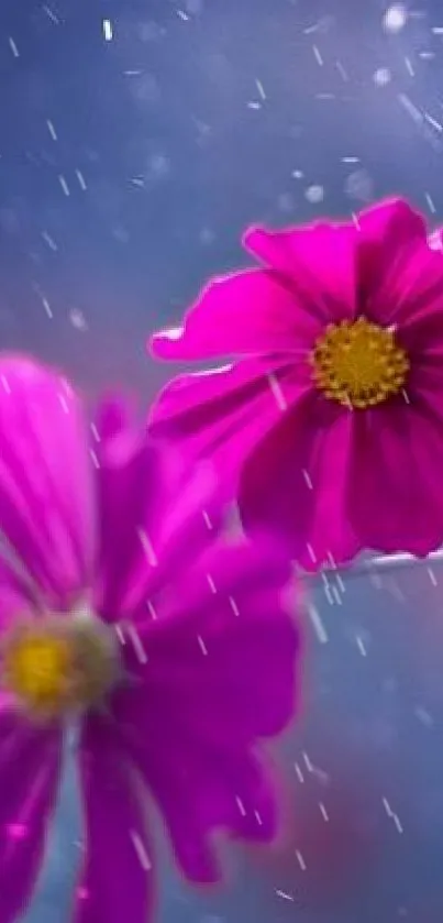 Purple flowers with a blue background in dreamy light.