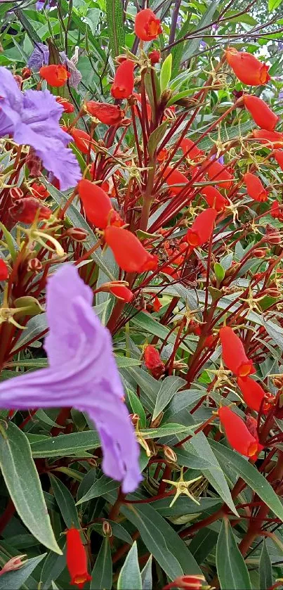 Vibrant red and purple flowers with green leaves wallpaper.