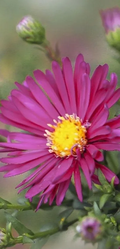 Vibrant pink aster with yellow center in lush greenery.