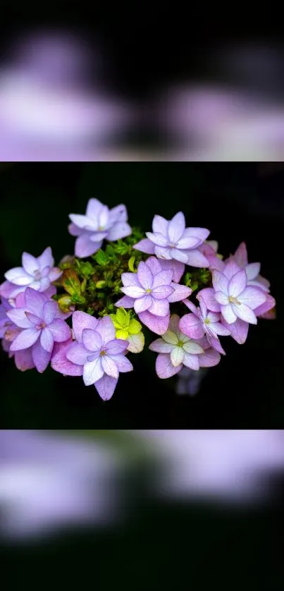 Purple hydrangea flowers with green leaves on a dark background.