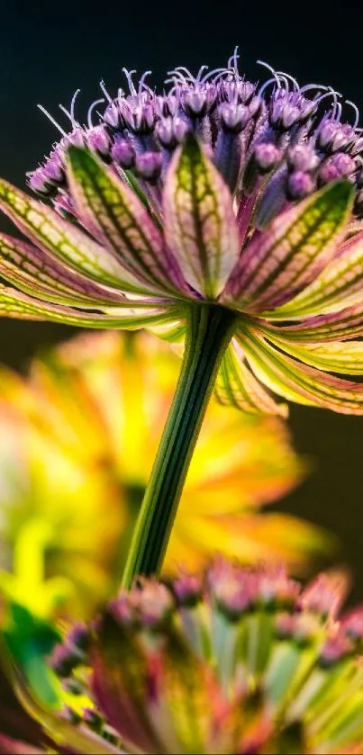 Close-up of a vibrant flower with green, purple, and yellow tones.