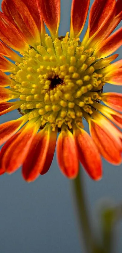 Vibrant orange daisy with yellow center on a blue background.