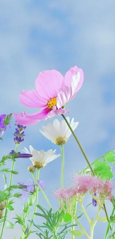 Colorful flowers against a blue sky wallpaper.