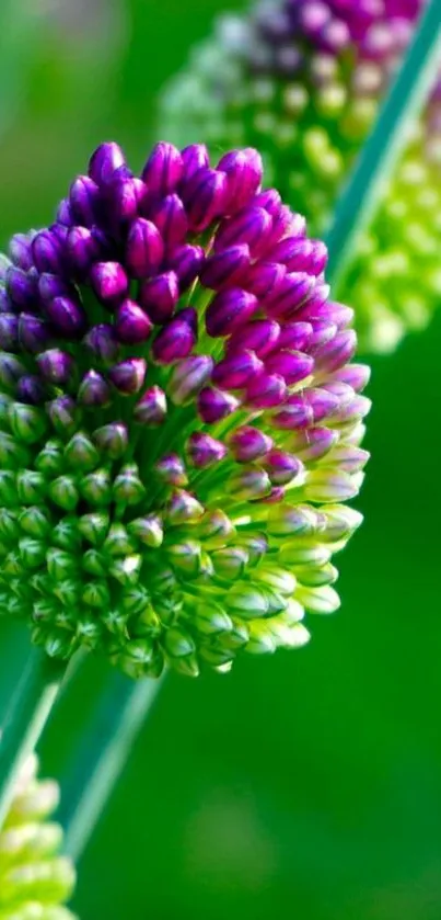 Close-up of vibrant purple and green flowers on a lush green background.