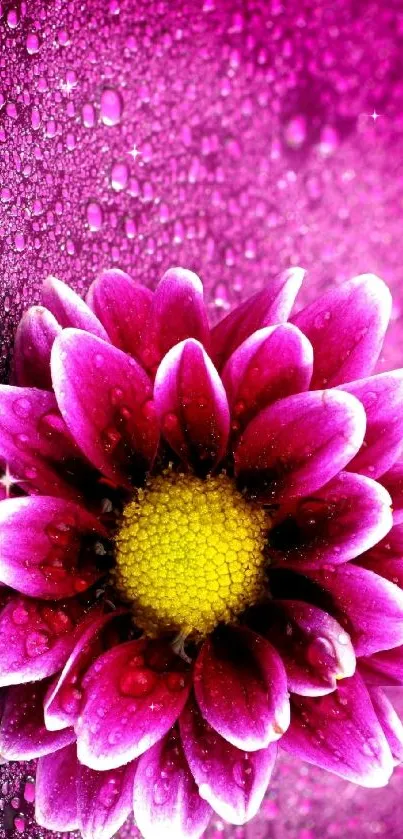 Dewy purple flower with yellow center on mobile wallpaper.