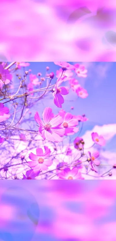 Vibrant pink cosmos flowers against a clear blue sky in a mobile wallpaper.