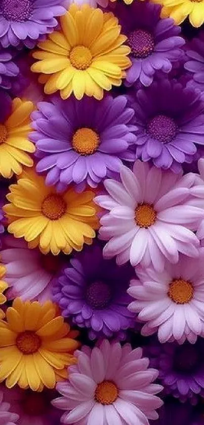 Purple, yellow, and pink daisy floral wallpaper for phones.