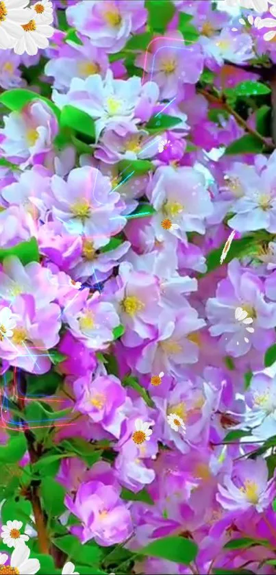 Vibrant pink and white flower mobile wallpaper.