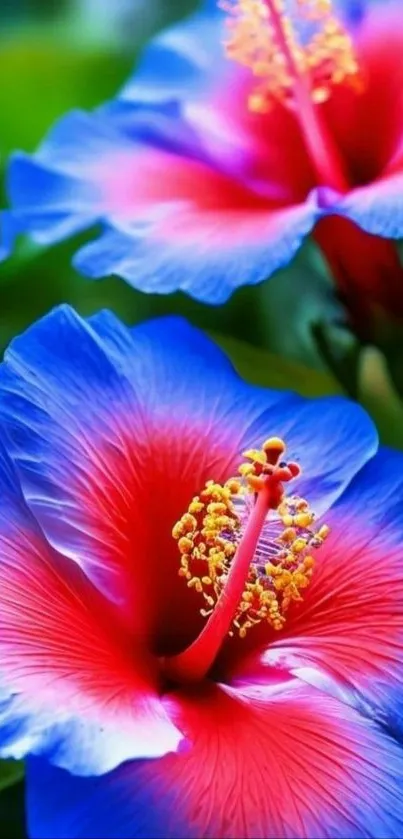 Vibrant blue and red floral wallpaper close-up.