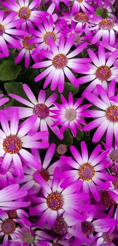 Vibrant magenta and white flowers creating a stunning phone wallpaper.