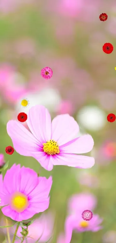 Pink cosmos flowers on a blurred green background.