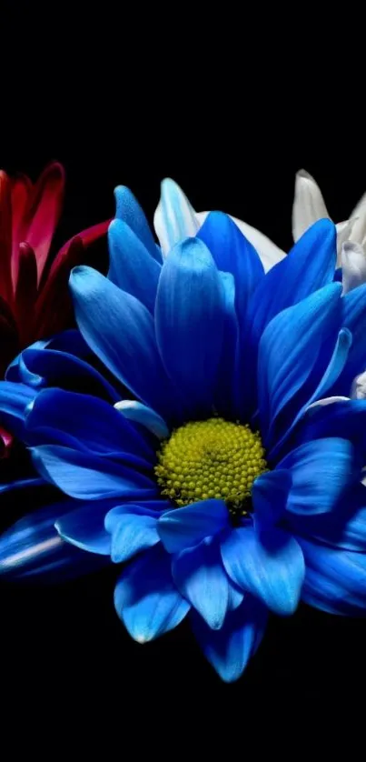 Vivid blue, red, and white flowers on dark background.