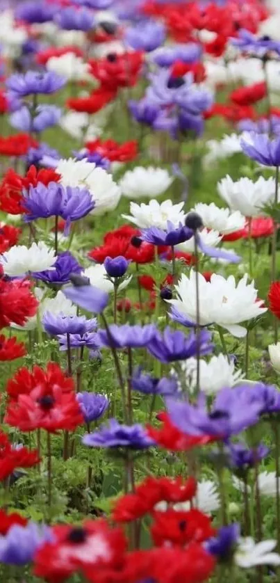 Colorful garden with red, purple, and white flowers.