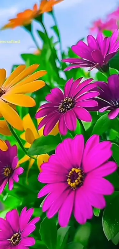 Vibrant flowers in purple and yellow hues with green leaves.