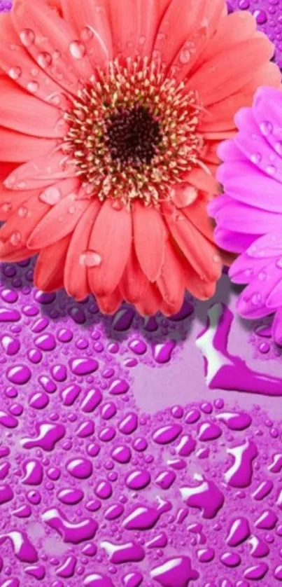 Vibrant pink and orange flowers with water droplets on a purple background.