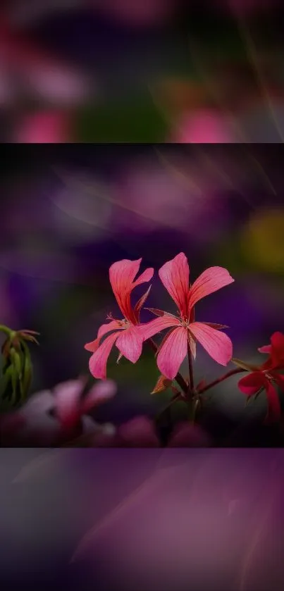 Pink flowers with dark blurred background on phone wallpaper.