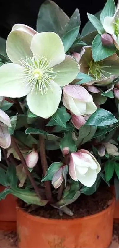 Green plants with white flowers in terracotta pots background.