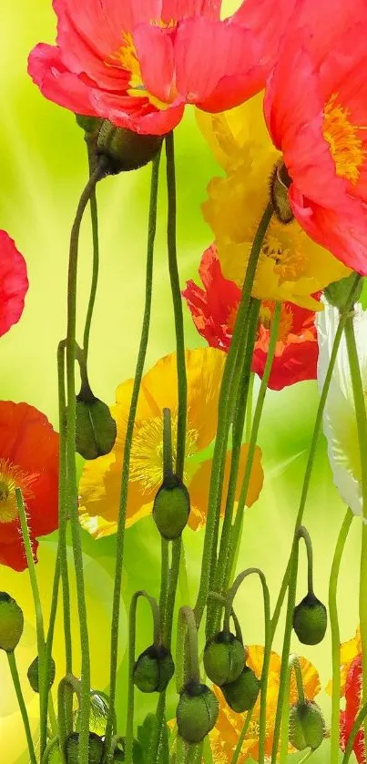 Vibrant poppies against a bright green background.