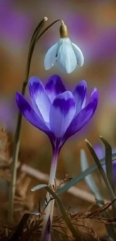 Purple flower with white bulb in nature setting wallpaper.