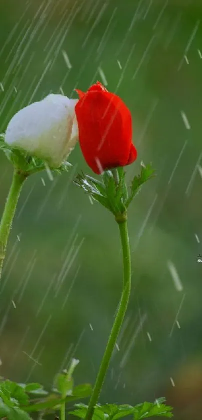 Red and white flowers in rain, set against a green background.