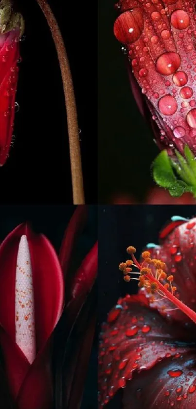 Red flowers with dew drops on petals in a vibrant collage.