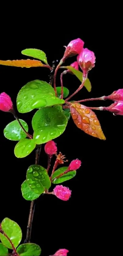 Vibrant pink floral design with raindrops on black background.