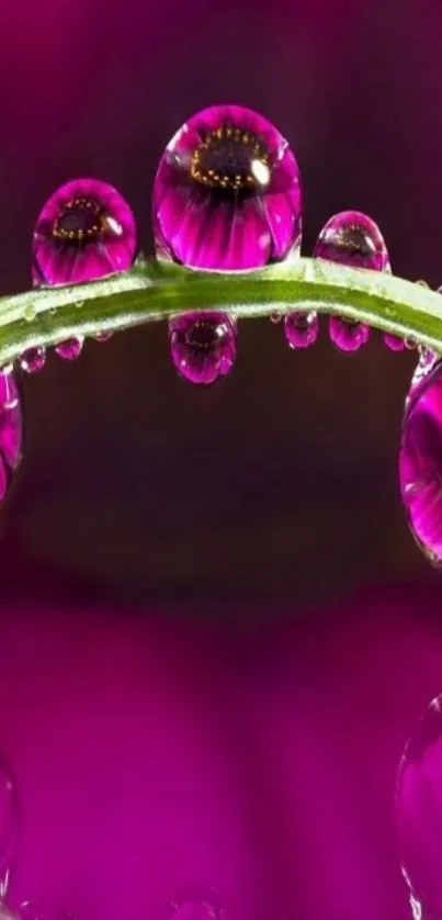 Vibrant pink flower reflection with raindrops on a mobile wallpaper.