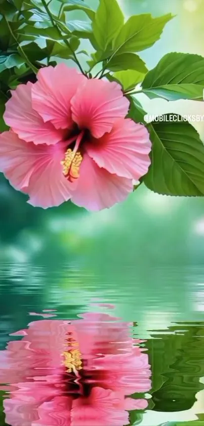 Pink hibiscus flower reflecting over calm green waters, creating a serene wallpaper.