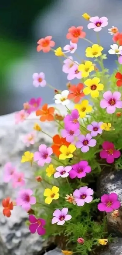 Colorful flowers blooming on rocks with green background.