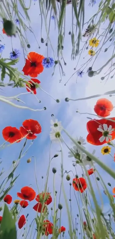 Upward view of vibrant red poppies against blue sky.