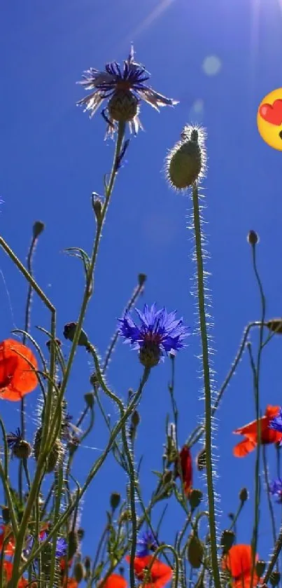 Colorful wildflowers and bright blue sky wallpaper.