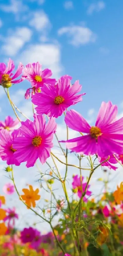 Vivid pink and orange flowers beneath a bright blue sky wallpaper.