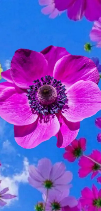 Bright pink flower with blue sky background in vibrant wallpaper.